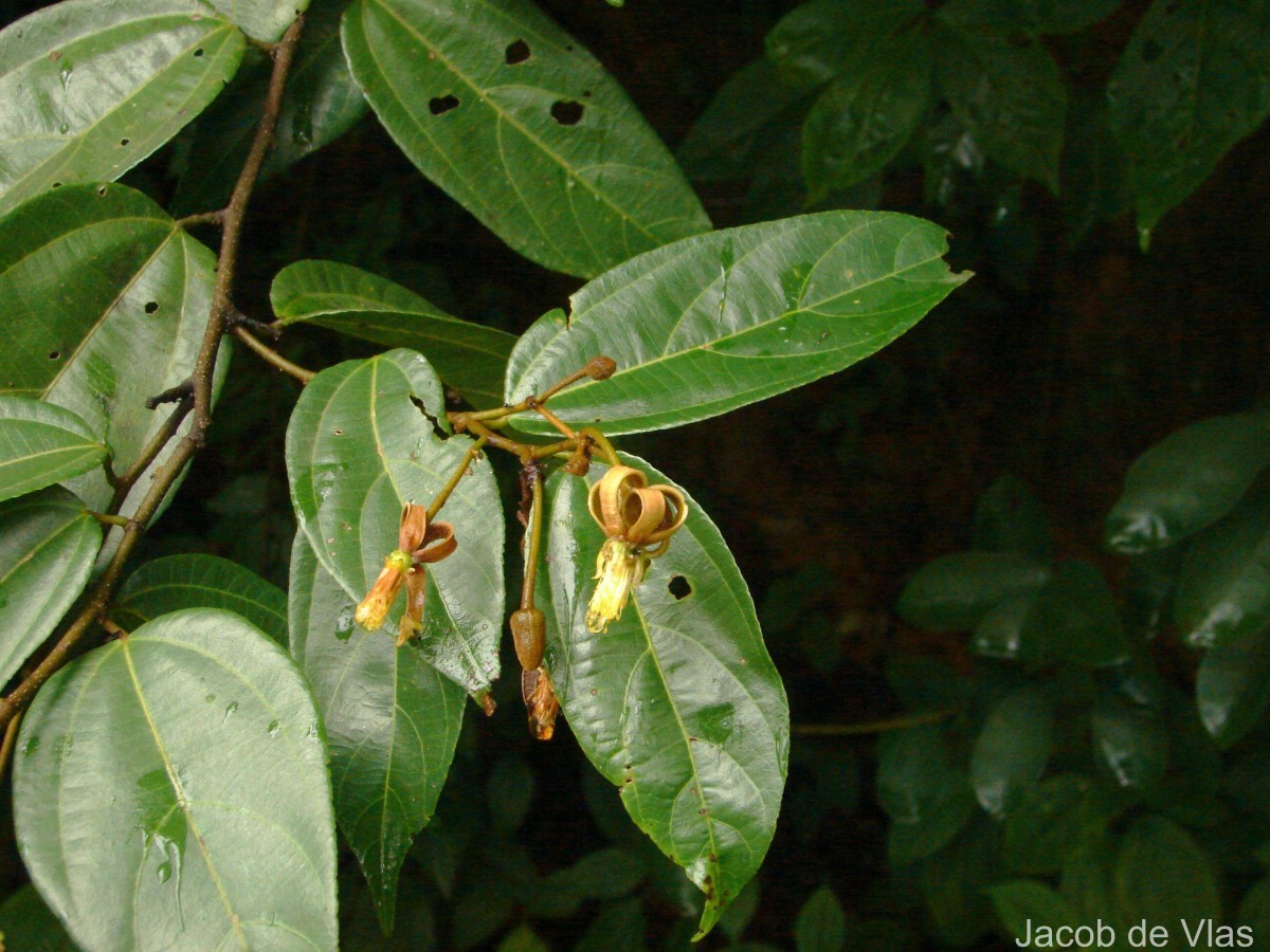 Grewia carpinifolia Juss.